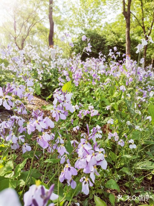 回龙观体育文化公园图片