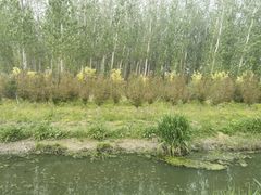-东郊湿地公园