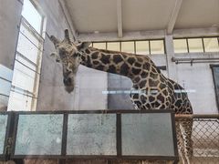 -石家庄市动物园