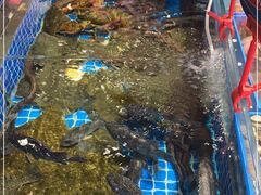 -双合园·海鲜水饺青岛菜(万佳广场店)