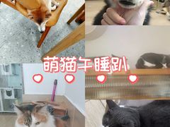 -是阿柴呀！柴犬咖啡·爱喵喵猫咖