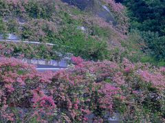 -深圳仙湖植物园-停车场