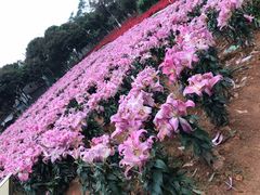 -松山湖梦幻百花洲
