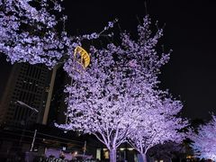 -西北湖绿化广场