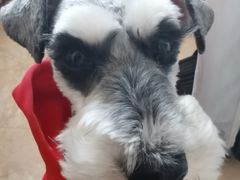 -邢大夫动物医院