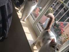 -十年猫舍·猫咪专门店(普陀店)