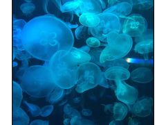 -海合安青岛极地海洋公园