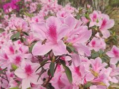 -东莞植物园