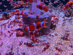 -海合安成都极地海洋公园