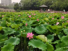-金山公园