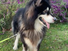 -PETKIT小佩宠物(古北店)