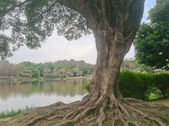 -东莞植物园