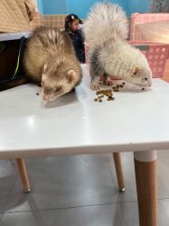 -Moni星球萌宠·小马宝莉·灵蛇·高端高阶全萌宠互动体验俱乐部(红豆国际广场店)