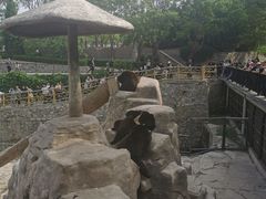 -石家庄市动物园