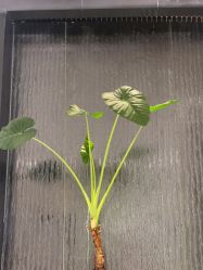 -奥斯芬·欧系贵族SPA