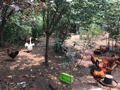 -小仙居·农家宴烤羊· 农庄
