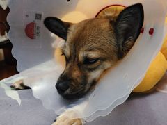 -宠爱国际动物医院· 猫科· 外科·中兽医(长白店)