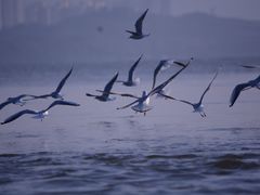 -深圳湾公园(南山区)