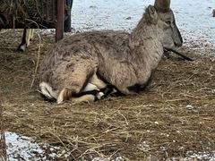 -大连森林动物园