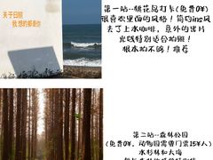 -日照海滨国家森林公园