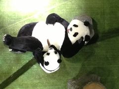 -成都泰迪熊博物馆