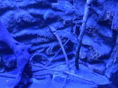 -上海海洋水族馆