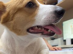 -瑞鹏宠物医院·爱宠堂·骨外专科(西荷分院)