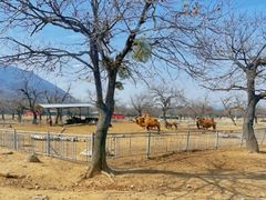 -西安秦岭野生动物园
