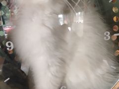 -糯米喵星人总部直营旗舰店·猫舍·幼猫出售