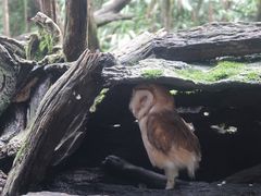 -普洱太阳河森林公园