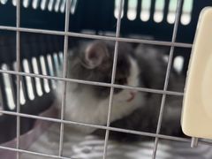 -佳雯宠物医院·皮肤科·内外科(春晓路分院)