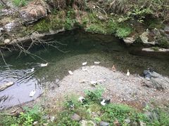 -石台牯牛降景区