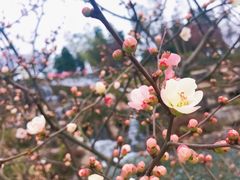 -秀丽东方