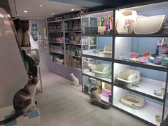 -喵的天空名猫咖啡馆·撸猫·猫舍·用品