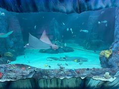 -悉尼海洋生物水族馆