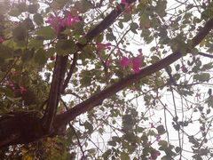 -九龙公园