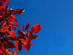 -北京西山国家森林公园