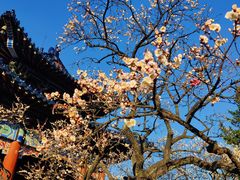 -梅花山(明孝陵内)