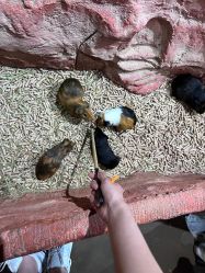 -Zoolung Zoolung动物主题公园(海信广场店)