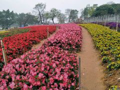 -松山湖梦幻百花洲