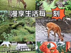 -五营国家森林公园