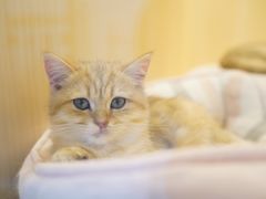 -momokira米努特·德文卷毛猫·棉花面纱犬
