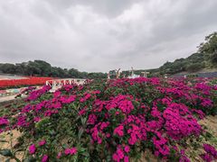 -松山湖梦幻百花洲