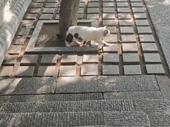 -青岛崂山太清宫