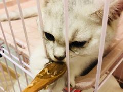 -酷豆宠物咖啡·宠物美食·撸猫馆