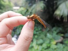 -深圳野生动物园