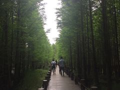 -桤木河湿地公园