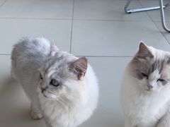 -怪兽屋·羊驼·猫咖·狗咖(俊华广场店)