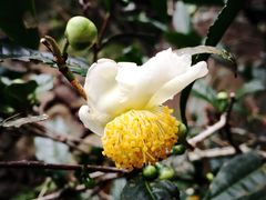 -祁门牯牛降观音堂风景区