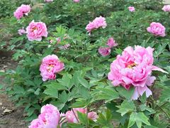 -洛阳市隋唐城遗址植物园